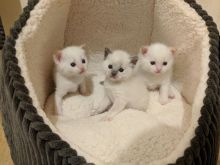 Active Female Pure Ragdoll Text us at (346) 360-2211 or email us at yoladjinne@gmail.com Image eClassifieds4u 2