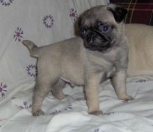 Adorable Pug Babies Text us at (346) 360-2211 or email us at yoladjinne@gmail.com Image eClassifieds4u 4