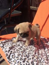 Adorable Pug Babies Text us at (346) 360-2211 or email us at yoladjinne@gmail.com Image eClassifieds4u 2