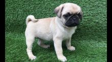 Adorable Pug Babies Text us at (346) 360-2211 or email us at yoladjinne@gmail.com Image eClassifieds4u 3