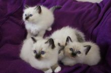 Beautiful Birman Boys and Girls For Sale Text us at (346) 360-2211 or email us at yoladjinne@gmail.c Image eClassifieds4u 2