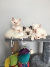 Beautiful Birman Boys and Girls For Sale Text us at (346) 360-2211 or email us at yoladjinne@gmail.c Image eClassifieds4u 1