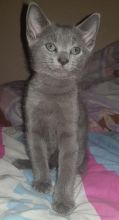 Beautiful Pure Russian Blue Kittens. Text us at (346) 360-2211 or email us at yoladjinne@gmail.com Image eClassifieds4u 1