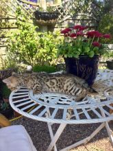 Brown Bengal Male & Female Kittens Text us at (346) 360-2211 or email us at yoladjinne@gmail.com Image eClassifieds4u 1