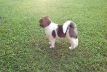 Cute Akita Puppies Available Now For free Adoption Image eClassifieds4U