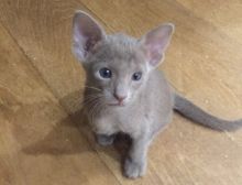 Female Ocicat Kittens Text us at (346) 360-2211 or email us at yoladjinne@gmail.com Image eClassifieds4u 2