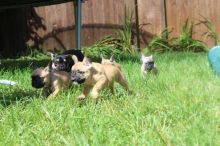 French Bulldog For Sell .Text us at (929) 269-6741 or email us at killsvanish@gmail.com Image eClassifieds4u 2