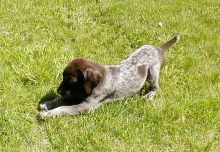 German Shorthaired Pointer Text us at (929) 269-6741 or email us at killsvanish@gmail.com Image eClassifieds4u 2
