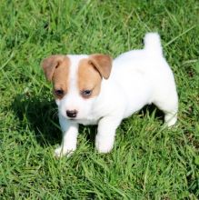 Jack Russell Puppies For Sale Text us at (929) 269-6741 or email us at killsvanish@gmail.com Image eClassifieds4u 2