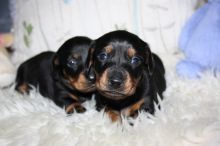 Lovely Miniature Dachshund Puppies Text us at (929) 269-6741 or email us at killsvanish@gmail.com Image eClassifieds4u 1