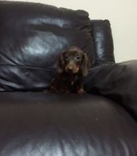 Lovely Miniature Dachshund Puppies Text us at (929) 269-6741 or email us at killsvanish@gmail.com Image eClassifieds4u 2