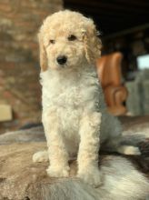 Pedigree Cream Standard Poodle Text us at (346) 360-2211 or email us at yoladjinne@gmail.com Image eClassifieds4u 2
