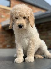 Pedigree Cream Standard Poodle Text us at (346) 360-2211 or email us at yoladjinne@gmail.com Image eClassifieds4u 3