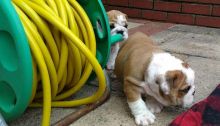 Pedigree English Bulldog Puppies Text us at (346) 360-2211 or email us at yoladjinne@gmail.com Image eClassifieds4u 2