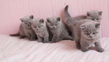 Pure British Shorthair Text us at (346) 360-2211 or email us at yoladjinne@gmail.com Image eClassifieds4u 2