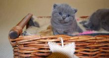Pure British Shorthair Text us at (346) 360-2211 or email us at yoladjinne@gmail.com Image eClassifieds4u 3