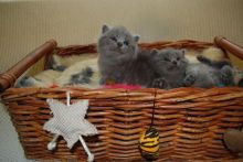 Pure British Shorthair Text us at (346) 360-2211 or email us at yoladjinne@gmail.com Image eClassifieds4u 4