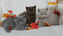 Pure British Shorthair Text us at (346) 360-2211 or email us at yoladjinne@gmail.com Image eClassifieds4u 1