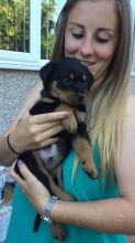 Rottweiler Chunky Puppys For Sale Text us at (346) 360-2211 or email us at yoladjinne@gmail.com Image eClassifieds4u 3
