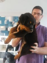 Rottweiler Chunky Puppys For Sale Text us at (346) 360-2211 or email us at yoladjinne@gmail.com Image eClassifieds4u 1