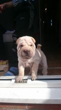 Shar Pei Puppies Text us at (929) 269-6741 or email us at killsvanish@gmail.com Image eClassifieds4U