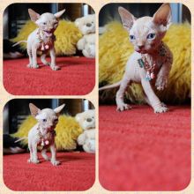 Sphynx Kittens For Sell Now Text us at (346) 360-2211 or email us at yoladjinne@gmail.com Image eClassifieds4u 2