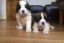 St Bernard Puppies for Sell Text us at (929) 269-6741 or email us at killsvanish@gmail.com Image eClassifieds4u 2
