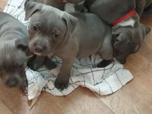 Staffordshire Bull Terrier For Sell Text us at (346) 360-2211 or email us at yoladjinne@gmail.com Image eClassifieds4u 3