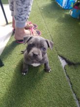 Staffordshire Bull Terrier For Sell Text us at (346) 360-2211 or email us at yoladjinne@gmail.com Image eClassifieds4u 4