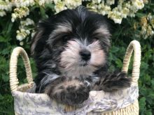 Tiny Morkie Boy Text us at (929) 269-6741 or email us at killsvanish@gmail.com Image eClassifieds4u 2