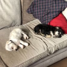 Tiny Morkie Boy Text us at (929) 269-6741 or email us at killsvanish@gmail.com Image eClassifieds4u 1