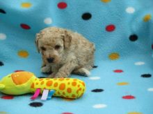 Toy Poodle Puppies For Sell Text us at (346) 360-2211 or email us at yoladjinne@gmail.com Image eClassifieds4u 3