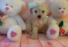 Toy Poodle Puppy Text us at (346) 360-2211 or email us at yoladjinne@gmail.com Image eClassifieds4u 3