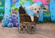 Toy Poodle Puppy Text us at (346) 360-2211 or email us at yoladjinne@gmail.com Image eClassifieds4u 2