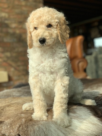 Pedigree Cream Standard Poodle Text us at (346) 360-2211 or email us at yoladjinne@gmail.com Image eClassifieds4u