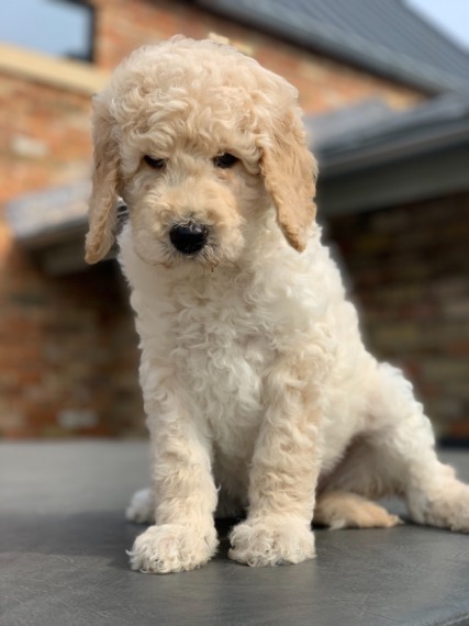 Pedigree Cream Standard Poodle Text us at (346) 360-2211 or email us at yoladjinne@gmail.com Image eClassifieds4u