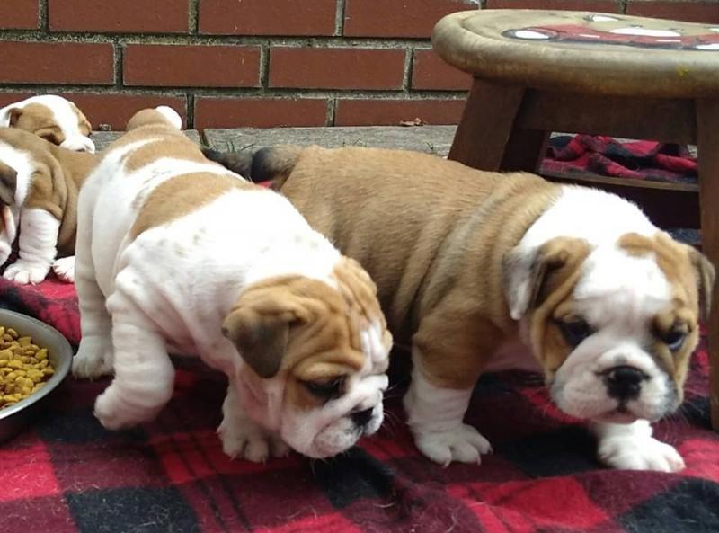 Pedigree English Bulldog Puppies Text us at (346) 360-2211 or email us at yoladjinne@gmail.com Image eClassifieds4u
