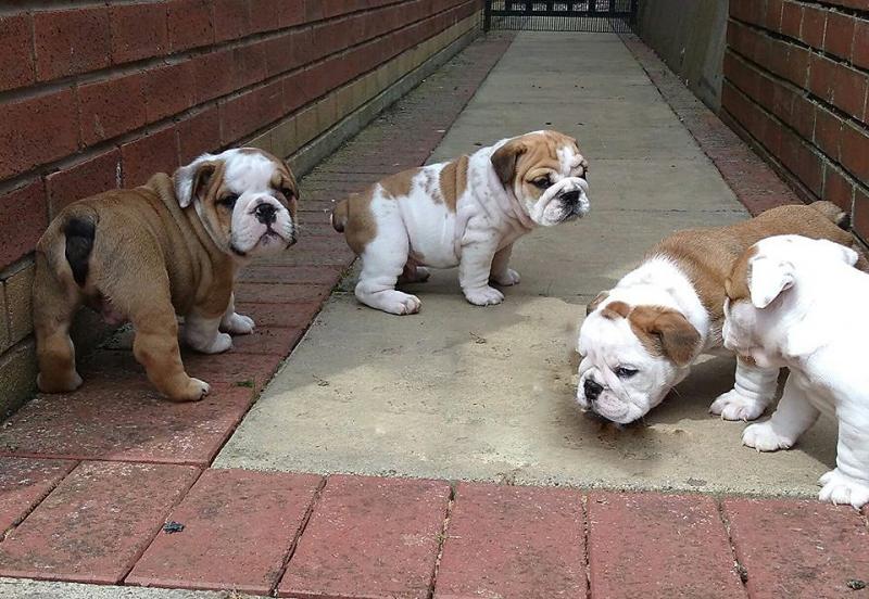 Pedigree English Bulldog Puppies Text us at (346) 360-2211 or email us at yoladjinne@gmail.com Image eClassifieds4u
