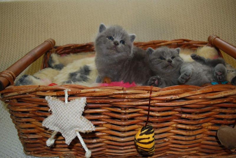 Pure British Shorthair Text us at (346) 360-2211 or email us at yoladjinne@gmail.com Image eClassifieds4u
