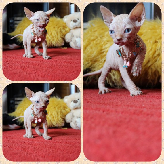 Sphynx Kittens For Sell Now Text us at (346) 360-2211 or email us at yoladjinne@gmail.com Image eClassifieds4u