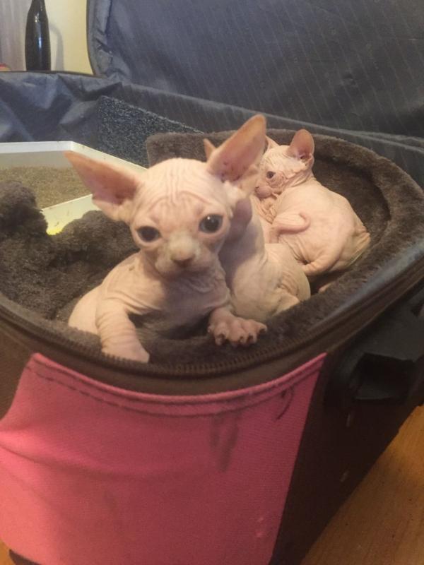 Sphynx Kittens For Sell Now Text us at (346) 360-2211 or email us at yoladjinne@gmail.com Image eClassifieds4u