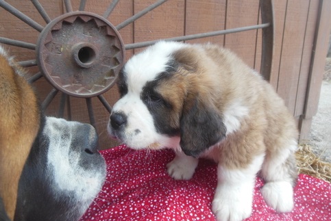 St Bernard Puppies for Sell Text us at (929) 269-6741 or email us at killsvanish@gmail.com Image eClassifieds4u