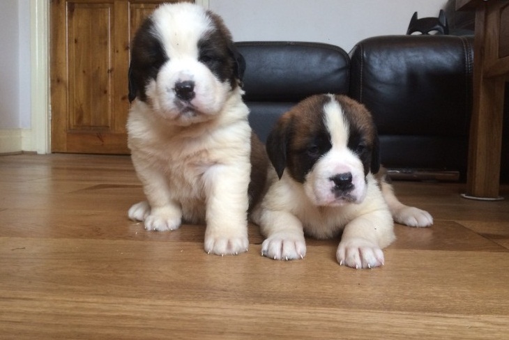 St Bernard Puppies for Sell Text us at (929) 269-6741 or email us at killsvanish@gmail.com Image eClassifieds4u