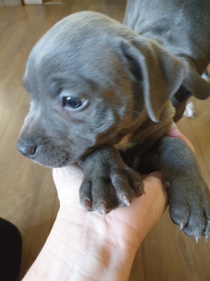 Staffordshire Bull Terrier For Sell Text us at (346) 360-2211 or email us at yoladjinne@gmail.com Image eClassifieds4u