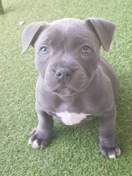 Staffordshire Bull Terrier For Sell Text us at (346) 360-2211 or email us at yoladjinne@gmail.com Image eClassifieds4u