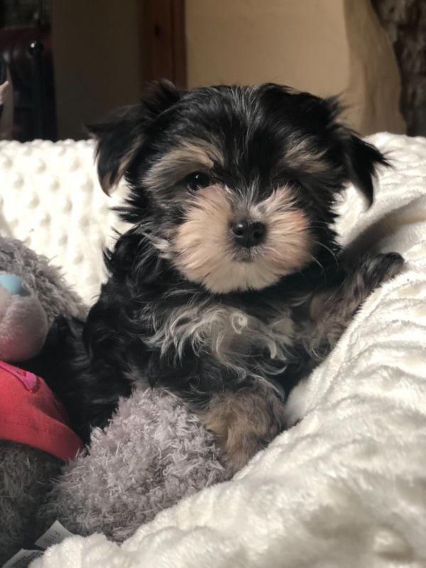 Tiny Morkie Boy Text us at (929) 269-6741 or email us at killsvanish@gmail.com Image eClassifieds4u