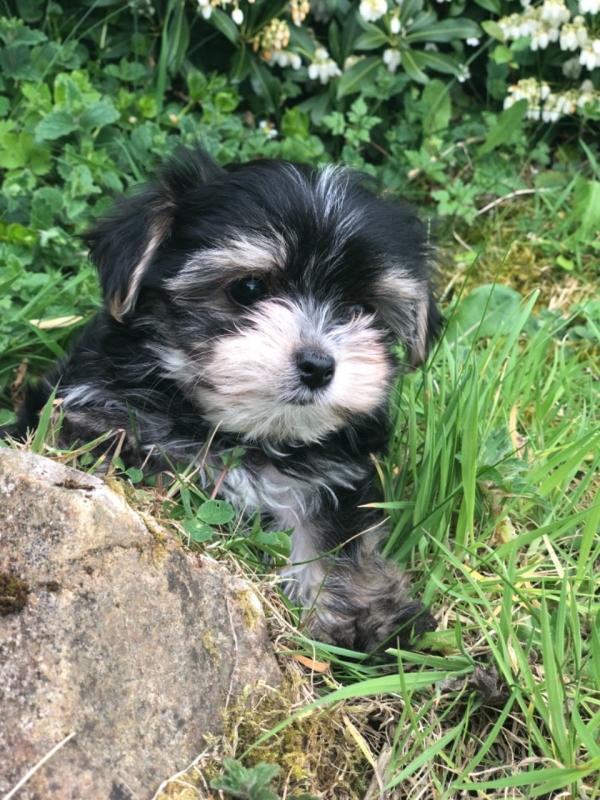 Tiny Morkie Boy Text us at (929) 269-6741 or email us at killsvanish@gmail.com Image eClassifieds4u