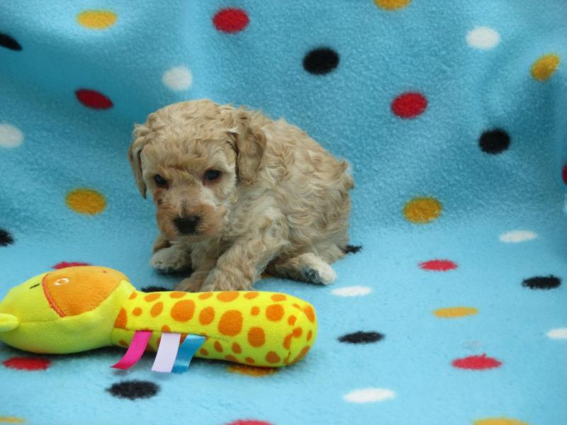 Toy Poodle Puppies For Sell Text us at (346) 360-2211 or email us at yoladjinne@gmail.com Image eClassifieds4u