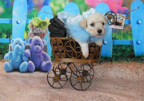 Toy Poodle Puppy Text us at (346) 360-2211 or email us at yoladjinne@gmail.com Image eClassifieds4u