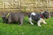 Blue Pied French bulldog Puppies Available Image eClassifieds4U